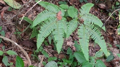 Dicranopteris