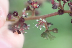 Alectryon excelsus excelsus