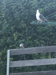 Columba leucomela