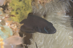 Pseudochromis steenei