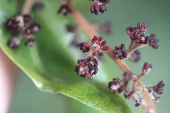 Alectryon excelsus excelsus