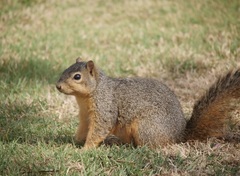 Sciurus niger