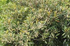 Elaeocarpus dentatus