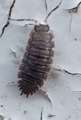 Porcellio scaber