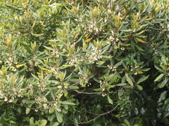 Elaeocarpus dentatus