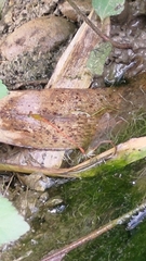 Ceriagrion auranticum