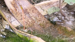 Ceriagrion auranticum