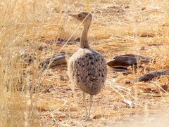 Eupodotis ruficrista