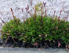 Tortula muralis muralis