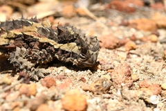 Moloch horridus