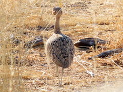 Eupodotis ruficrista