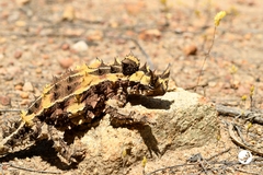 Moloch horridus
