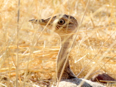 Eupodotis ruficrista