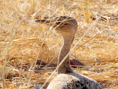 Eupodotis ruficrista