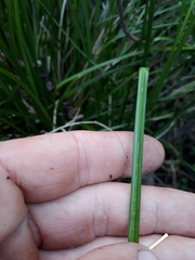 Carex testacea