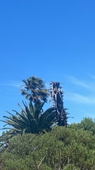 Elanus caeruleus caeruleus