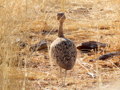 Eupodotis ruficrista