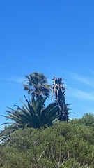 Elanus caeruleus caeruleus