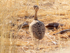 Eupodotis ruficrista