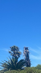 Elanus caeruleus caeruleus