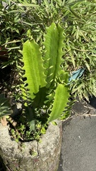 Euphorbia neriifolia