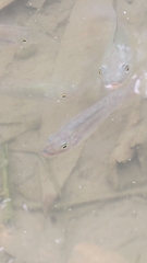 Oreochromis mossambicus