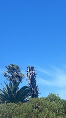 Elanus caeruleus caeruleus