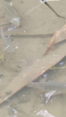 Oreochromis mossambicus