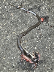 Elapsoidea sundevallii longicauda