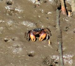 Parasesarma catenatum