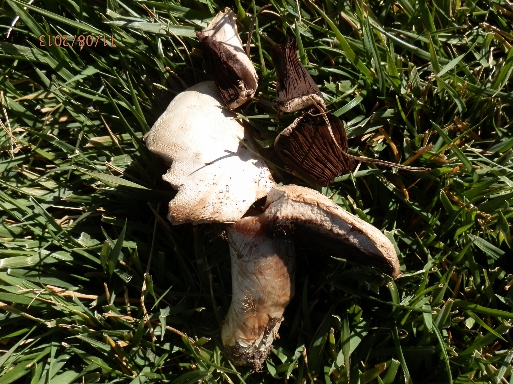 Agaricus pampeanus
