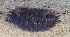 Porcellio scaber