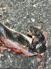 Elapsoidea sundevallii longicauda