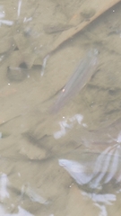 Oreochromis mossambicus