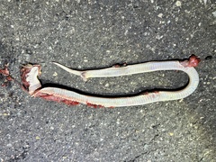 Elapsoidea sundevallii longicauda