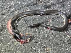 Elapsoidea sundevallii longicauda