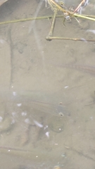 Oreochromis mossambicus