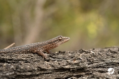 Crenadactylus ocellatus