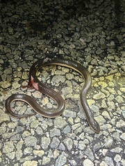 Elapsoidea sundevallii longicauda