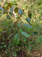 Chrysophyllum