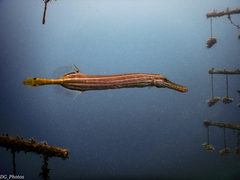 Aulostomus chinensis