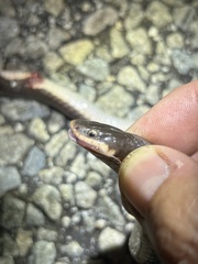 Elapsoidea sundevallii longicauda