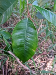 Chrysophyllum