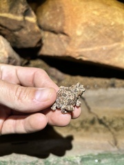 Poyntonophrynus fenoulheti