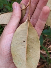 Chrysophyllum