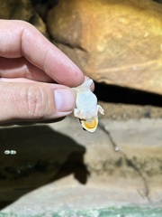 Poyntonophrynus fenoulheti