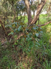 Chrysophyllum