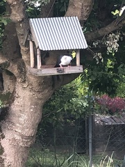 Columba leucomela