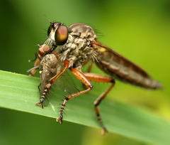 Ommatiini