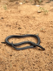 Atractaspis bibronii